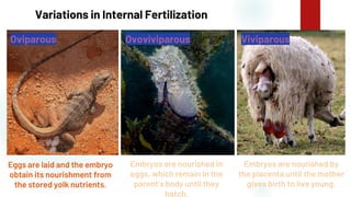 38
Variations in Internal Fertilization
Eggs are laid and the embryo
obtain its nourishment from
the stored yolk nutrients.
Embryos are nourished in
eggs, which remain in the
parent’s body until they
hatch.
Embryos are nourished by
the placenta until the mother
gives birth to live young.
Oviparous Ovoviviparous Viviparous
 