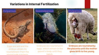 40
Variations in Internal Fertilization
Eggs are laid and the
embryo obtain its
nourishment from the
Embryos are nourished in
eggs, which remain in the
parent’s body until they
hatch.
Embryos are nourished by
the placenta until the mother
gives birth to live young.
Oviparous Ovoviviparous Viviparous
 