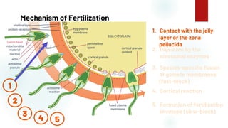 41
Mechanism of Fertilization
1. Contact with the jelly
layer or the zona
pellucida
2. Digestion by the
acrosomal enzymes
3. Species-specific fusion
of gamete membranes
(fast-block)
4. Cortical reaction
5. Formation of fertilization
envelope (slow-block)
1
2
3
4 5
 