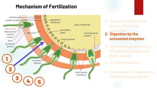 42
Mechanism of Fertilization
1. Contact with the jelly
layer or the zona
pellucida
2. Digestion by the
acrosomal enzymes
3. Species-specific fusion
of gamete membranes
(fast-block)
4. Cortical reaction
5. Formation of fertilization
envelope (slow-block)
1
2
3
4 5
 