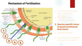 43
Mechanism of Fertilization
1. Contact with the jelly
layer or the zona
pellucida
2. Digestion by the
acrosomal enzymes
3. Species-specific fusion
of gamete membranes
(fast-block)
4. Cortical reaction
5. Formation of fertilization
envelope (slow-block)
1
2
3
4 5
 