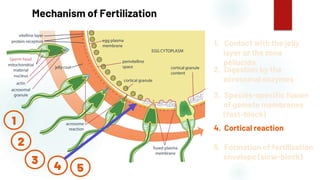 44
Mechanism of Fertilization
1. Contact with the jelly
layer or the zona
pellucida
2. Digestion by the
acrosomal enzymes
3. Species-specific fusion
of gamete membranes
(fast-block)
4. Cortical reaction
5. Formation of fertilization
envelope (slow-block)
1
2
3
4 5
 