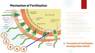 45
Mechanism of Fertilization
1. Contact with the jelly
layer or the zona
pellucida
2. Digestion by the
acrosomal enzymes
3. Species-specific fusion
of gamete membranes
(fast-block)
4. Cortical reaction
5. Formation of fertilization
envelope (slow-block)
1
2
3
4 5
 