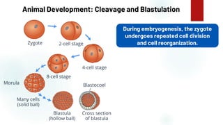 46
Animal Development: Cleavage and Blastulation
During embryogenesis, the zygote
undergoes repeated cell division
and cell reorganization.
 