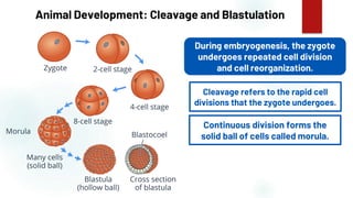 48
Animal Development: Cleavage and Blastulation
During embryogenesis, the zygote
undergoes repeated cell division
and cell reorganization.
Cleavage refers to the rapid cell
divisions that the zygote undergoes.
Continuous division forms the
solid ball of cells called morula.
 