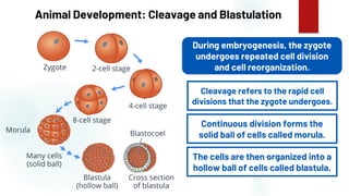 49
Animal Development: Cleavage and Blastulation
During embryogenesis, the zygote
undergoes repeated cell division
and cell reorganization.
Cleavage refers to the rapid cell
divisions that the zygote undergoes.
Continuous division forms the
solid ball of cells called morula.
The cells are then organized into a
hollow ball of cells called blastula.
 