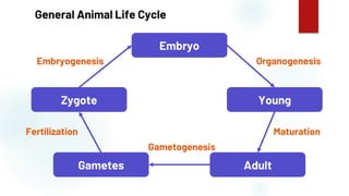 5
General Animal Life Cycle
Embryo
Zygote Young
Gametes Adult
Embryogenesis Organogenesis
Maturation
Gametogenesis
Fertilization
 