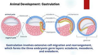 50
Animal Development: Gastrulation
Gastrulation involves extensive cell migration and rearrangement,
which forms the three embryonic germ layers: ectoderm, mesoderm,
and endoderm.
 
