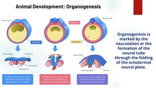51
Animal Development: Organogenesis
Organogenesis is
marked by the
neurulation or the
formation of the
neural tube
through the folding
of the ectodermal
neural plate.
 