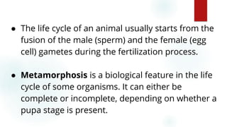 56
● The life cycle of an animal usually starts from the
fusion of the male (sperm) and the female (egg
cell) gametes during the fertilization process.
● Metamorphosis is a biological feature in the life
cycle of some organisms. It can either be
complete or incomplete, depending on whether a
pupa stage is present.
 