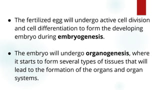 57
● The fertilized egg will undergo active cell division
and cell differentiation to form the developing
embryo during embryogenesis.
● The embryo will undergo organogenesis, where
it starts to form several types of tissues that will
lead to the formation of the organs and organ
systems.
 