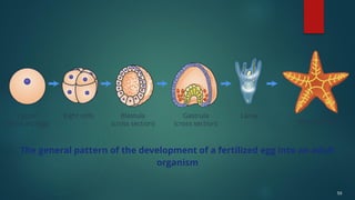 59
The general pattern of the development of a fertilized egg into an adult
organism
 