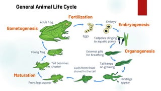 6
General Animal Life Cycle
Embryogenesis
Gametogenesis
Maturation
Organogenesis
Fertilization
 