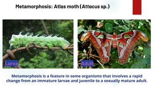 7
Metamorphosis: Atlas moth (Attacus sp.)
Metamorphosis is a feature in some organisms that involves a rapid
change from an immature larvae and juvenile to a sexually mature adult.
Larva Adult
 