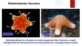 8
Metamorphosis: Sea stars
Metamorphosis is a feature in some organisms that involves a rapid
change from an immature larvae and juvenile to a sexually mature adult.
Juvenile Adult
 