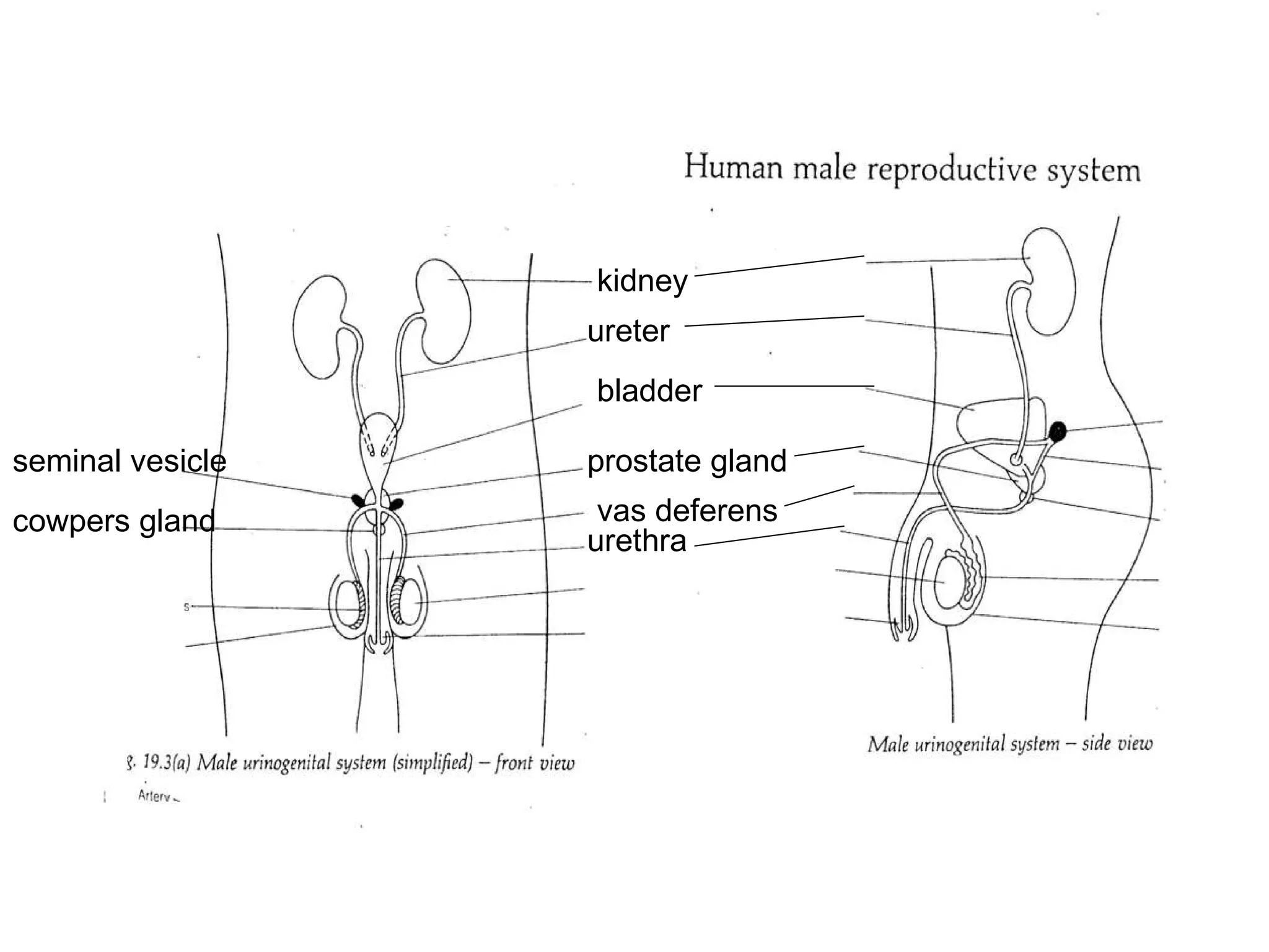 Human Reproduction Sex Organs | PPT