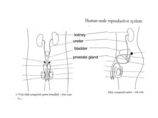 kidney ureter bladder prostate gland 
