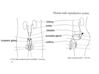 kidney ureter bladder prostate gland cowpers gland urethra 