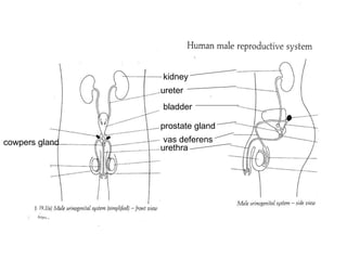 kidney ureter bladder prostate gland cowpers gland urethra vas deferens 