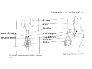 kidney ureter bladder prostate gland cowpers gland urethra vas deferens seminal vesicle testis 