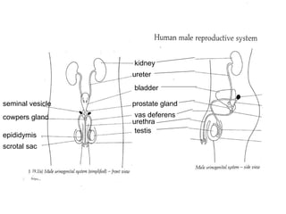 kidney ureter bladder prostate gland cowpers gland urethra vas deferens seminal vesicle testis epididymis scrotal sac 