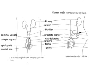 kidney ureter bladder prostate gland cowpers gland urethra vas deferens seminal vesicle testis epididymis scrotal sac penis 