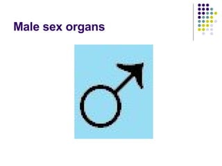 Male sex organs 