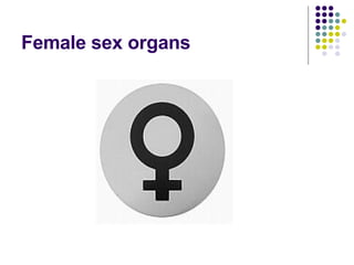 Female sex organs 