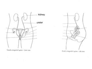 kidney ureter 