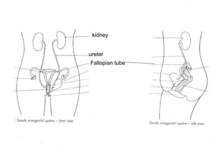 kidney ureter Fallopian tube 