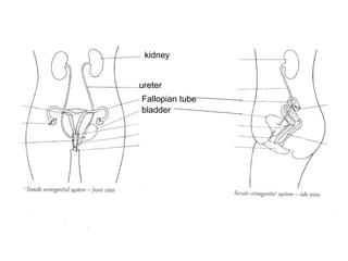 kidney ureter Fallopian tube bladder 