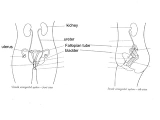 kidney ureter Fallopian tube bladder uterus 
