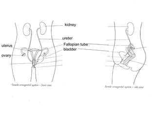 kidney ureter Fallopian tube bladder uterus ovary 
