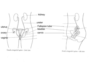 kidney ureter Fallopian tube bladder uterus ovary cervix vagina 