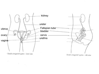 kidney ureter Fallopian tube bladder uterus ovary cervix vagina urethra 