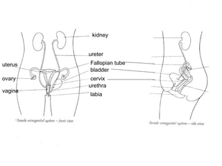 kidney ureter Fallopian tube bladder uterus ovary cervix vagina urethra labia 