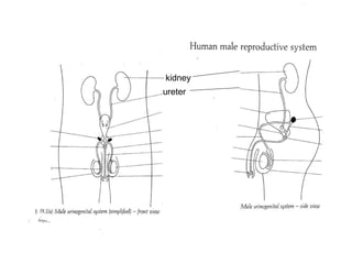 kidney ureter 