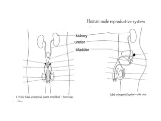 kidney ureter bladder 