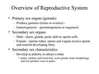 Overview of Reproductive System
• Primary sex organs (gonads)
– Produce gametes (testes or ovaries) -
– Gametogenesis - spermatogenesis or oogenesis
• Secondary sex organs
– Male - ducts, glands, penis deliver sperm cells
– Female - uterine tubes, uterus and vagina receive sperm
and nourish developing fetus
• Secondary sex characteristics
– Develop at puberty to attract a mate
• pubic, axillary and facial hair, scent glands, body morphology
and low-pitched voice in males
 