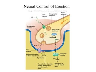 Neural Control of Erection
 