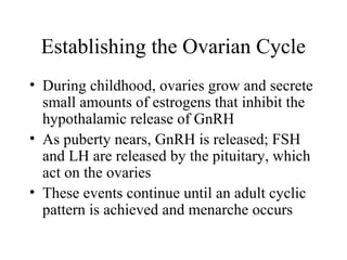 Establishing the Ovarian Cycle
• During childhood, ovaries grow and secrete
small amounts of estrogens that inhibit the
hypothalamic release of GnRH
• As puberty nears, GnRH is released; FSH
and LH are released by the pituitary, which
act on the ovaries
• These events continue until an adult cyclic
pattern is achieved and menarche occurs
 