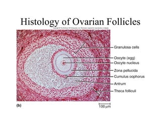 Histology of Ovarian Follicles
 