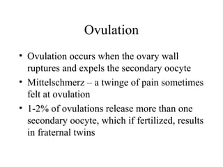 Ovulation
• Ovulation occurs when the ovary wall
ruptures and expels the secondary oocyte
• Mittelschmerz – a twinge of pain sometimes
felt at ovulation
• 1-2% of ovulations release more than one
secondary oocyte, which if fertilized, results
in fraternal twins
 