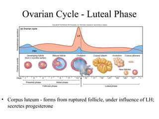 Ovarian Cycle - Luteal Phase
• Corpus luteum - forms from ruptured follicle, under influence of LH;
secretes progesterone
 