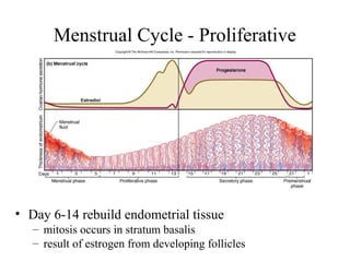Menstrual Cycle - Proliferative
Phase
• Day 6-14 rebuild endometrial tissue
– mitosis occurs in stratum basalis
– result of estrogen from developing follicles
 