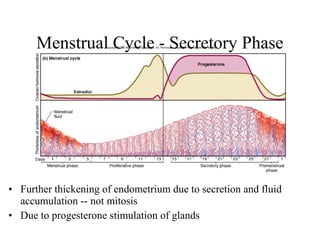 • Further thickening of endometrium due to secretion and fluid
accumulation -- not mitosis
• Due to progesterone stimulation of glands
Menstrual Cycle - Secretory Phase
 