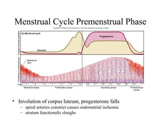 Menstrual Cycle Premenstrual Phase
• Involution of corpus luteum, progesterone falls
– spiral arteries constrict causes endometrial ischemia
– stratum functionalis sloughs
 