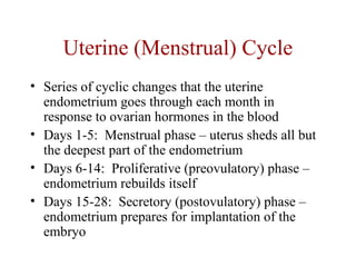 Uterine (Menstrual) Cycle
• Series of cyclic changes that the uterine
endometrium goes through each month in
response to ovarian hormones in the blood
• Days 1-5: Menstrual phase – uterus sheds all but
the deepest part of the endometrium
• Days 6-14: Proliferative (preovulatory) phase –
endometrium rebuilds itself
• Days 15-28: Secretory (postovulatory) phase –
endometrium prepares for implantation of the
embryo
 