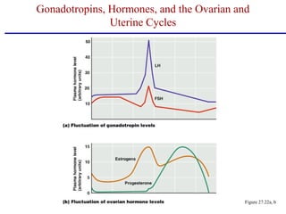 Figure 27.22a, b
Gonadotropins, Hormones, and the Ovarian and
Uterine Cycles
 