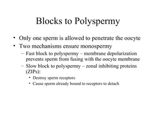 Blocks to Polyspermy
• Only one sperm is allowed to penetrate the oocyte
• Two mechanisms ensure monospermy
– Fast block to polyspermy – membrane depolarization
prevents sperm from fusing with the oocyte membrane
– Slow block to polyspermy – zonal inhibiting proteins
(ZIPs):
• Destroy sperm receptors
• Cause sperm already bound to receptors to detach
 